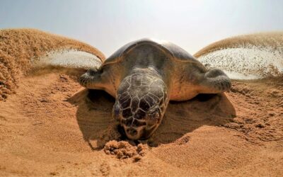 Le Miracle des Arribadas : Quand des Milliers de Tortues S’Unissent au Costa Rica