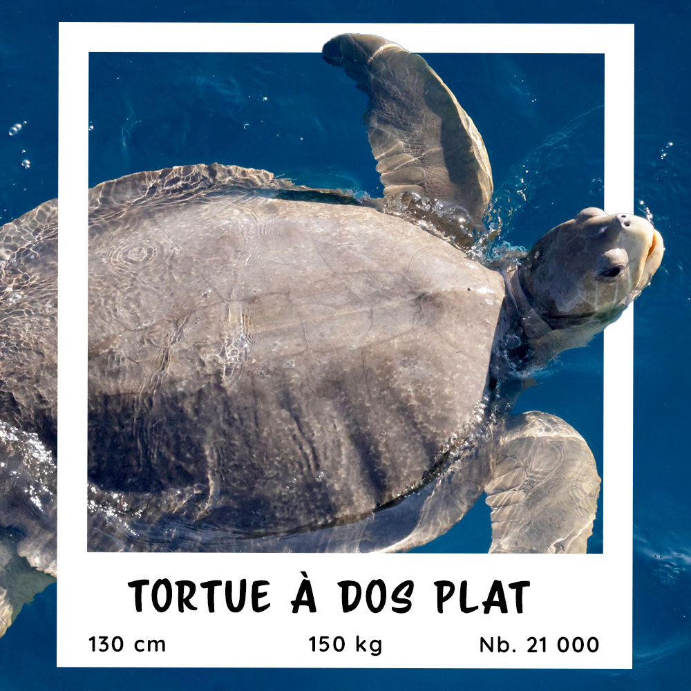 Fiche pratique de la Tortue à dos plat