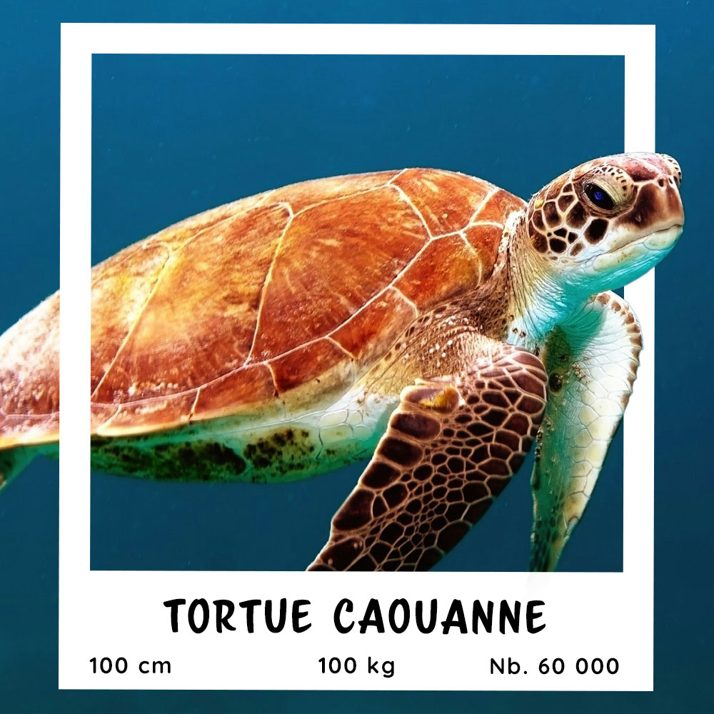 Fiche pratique de la Tortue Caouanne