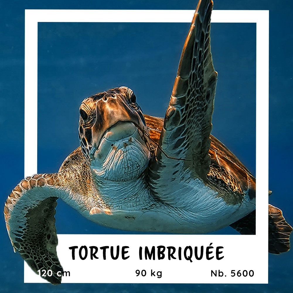 Fiche pratique de la Tortue Imbriquée