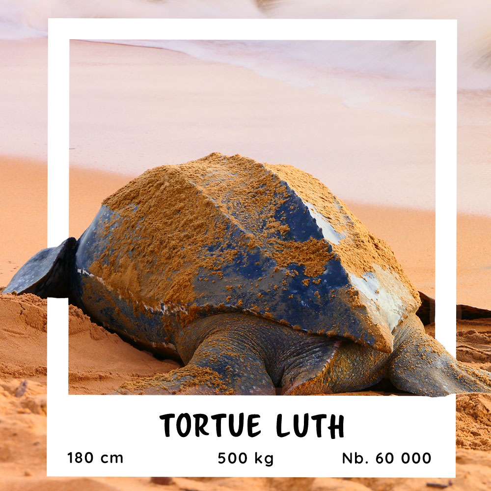 Fiche pratique de la Tortue Luth