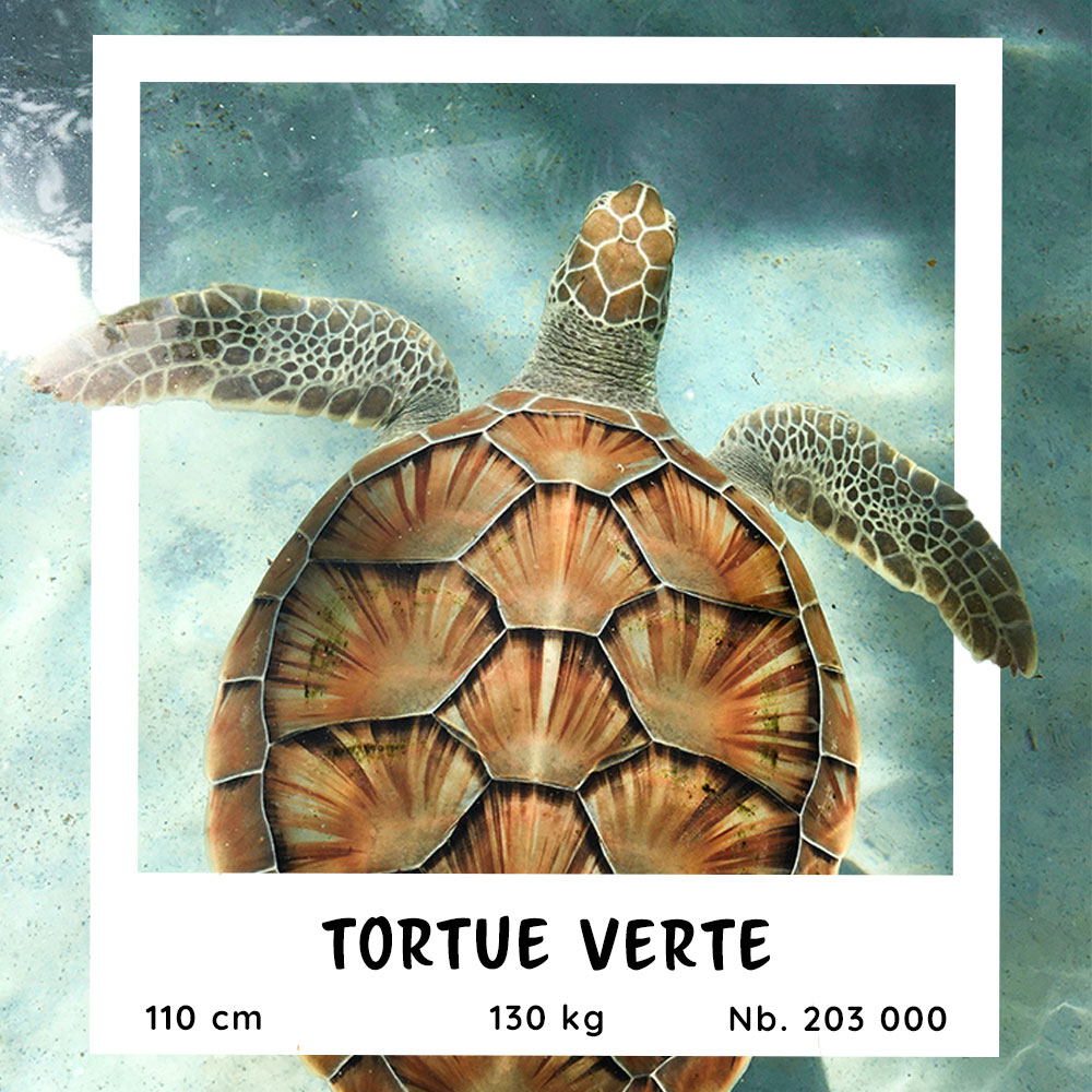Fiche pratique de la Tortue Verte