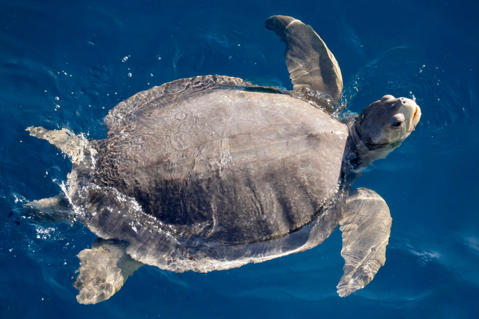 natator depressus card