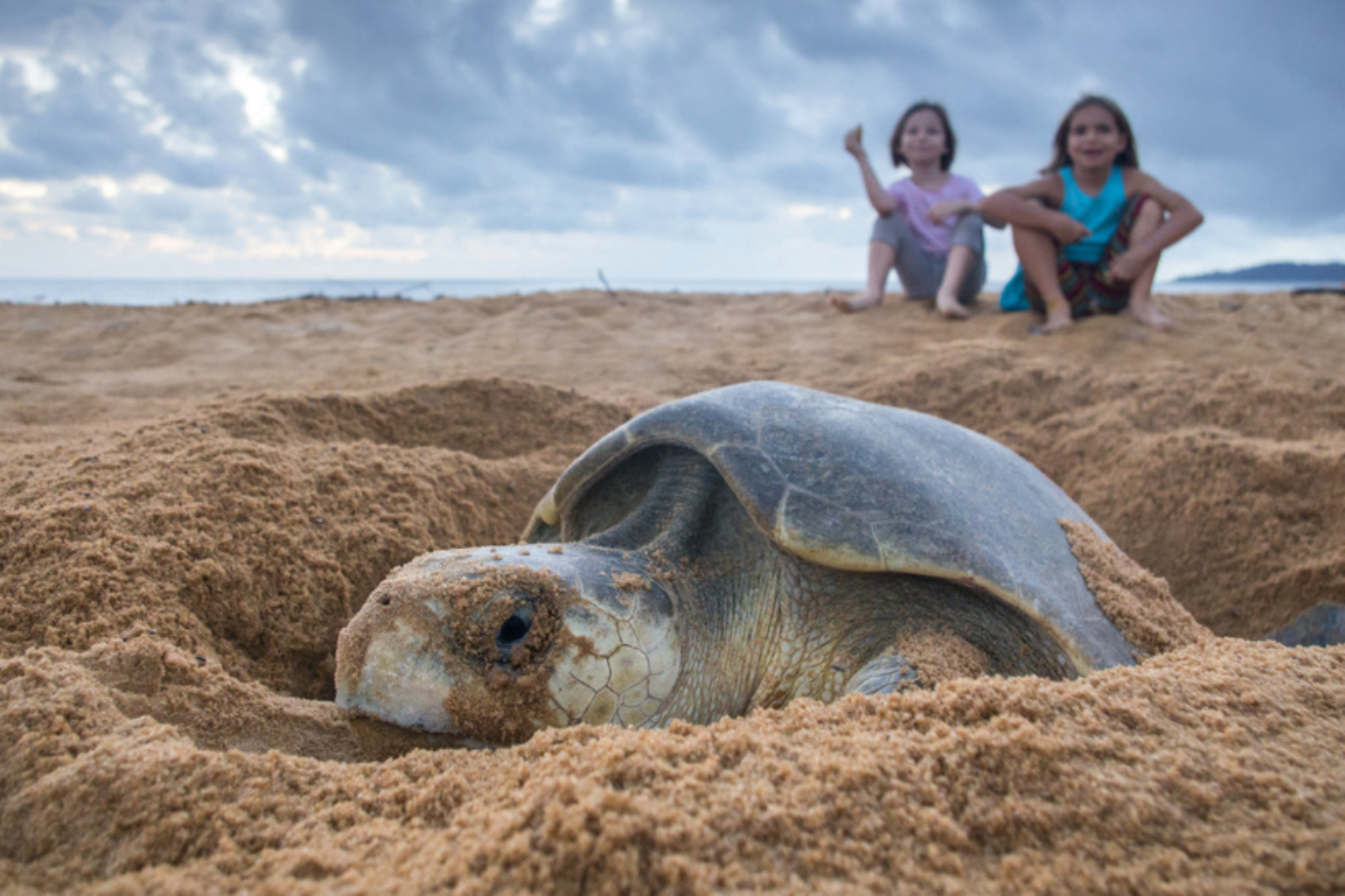 olivatre turtle card