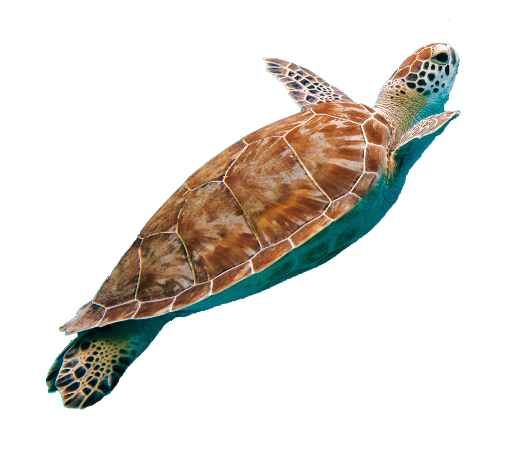 swimming turtle
