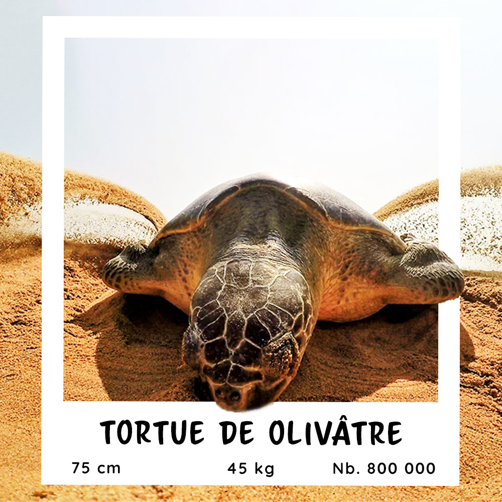 Fiche pratique de la Tortue olivâtre