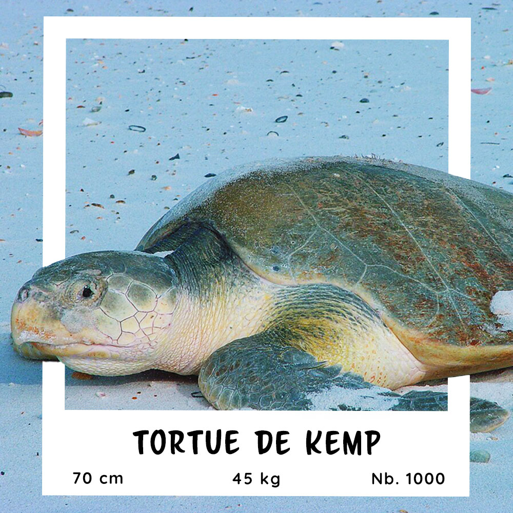 Fiche pratique de la Tortue de Kemp
