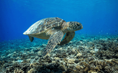 Pourquoi les Tortues Sont Essentielles à la Biodiversité ?