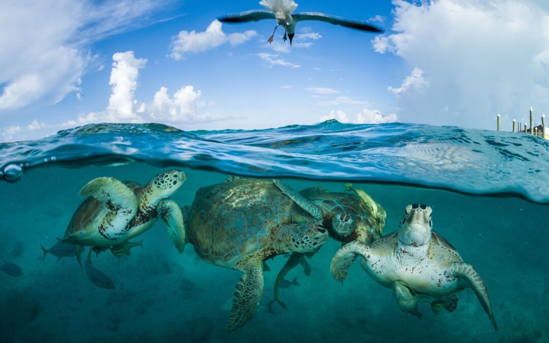 De la Pétition au Sauvetage : Comment Votre Don Agit Ici et Maintenant